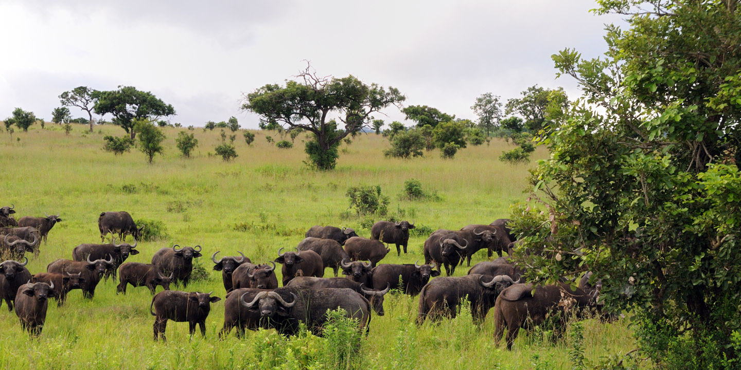 Mkata Floodplain Game Viewing