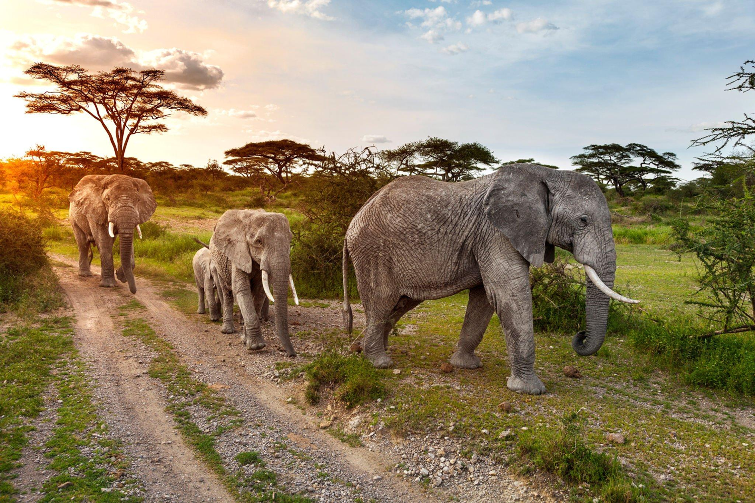 Tanzania-Safari-Banner
