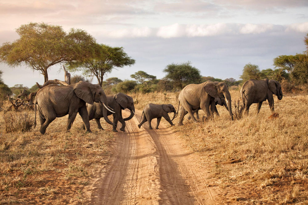 Tarangire-National-Park-Tanzania-safari-destination-1