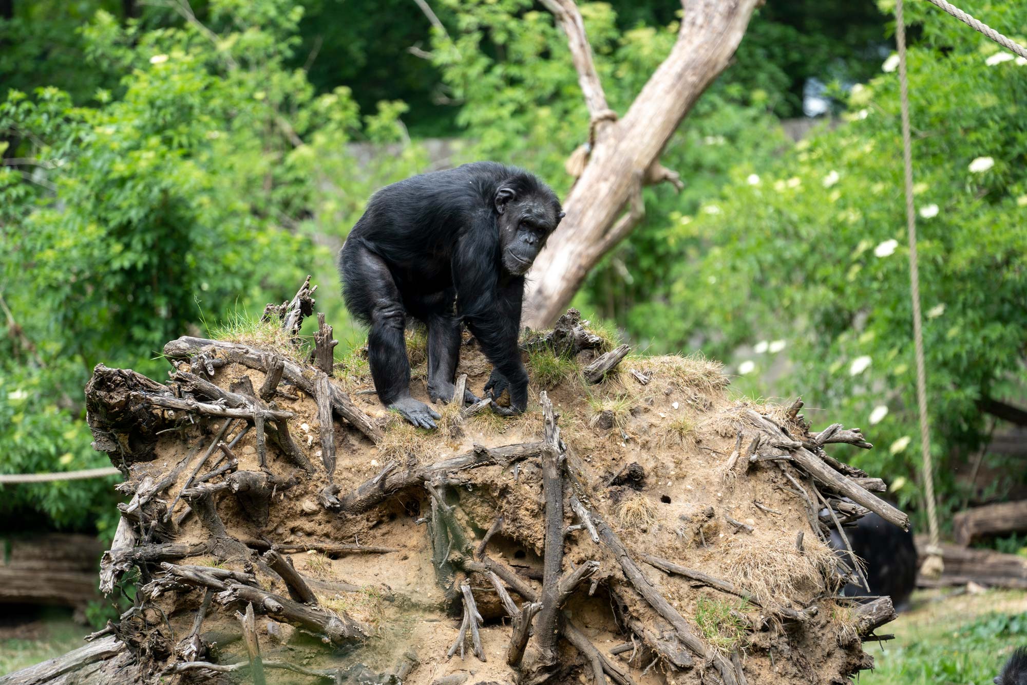 Chimpanzee_