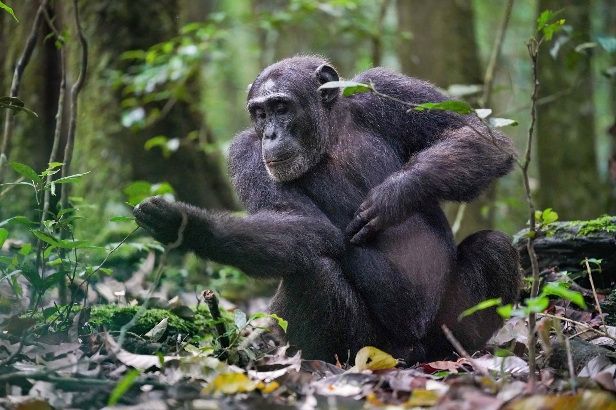 chimpanzeee