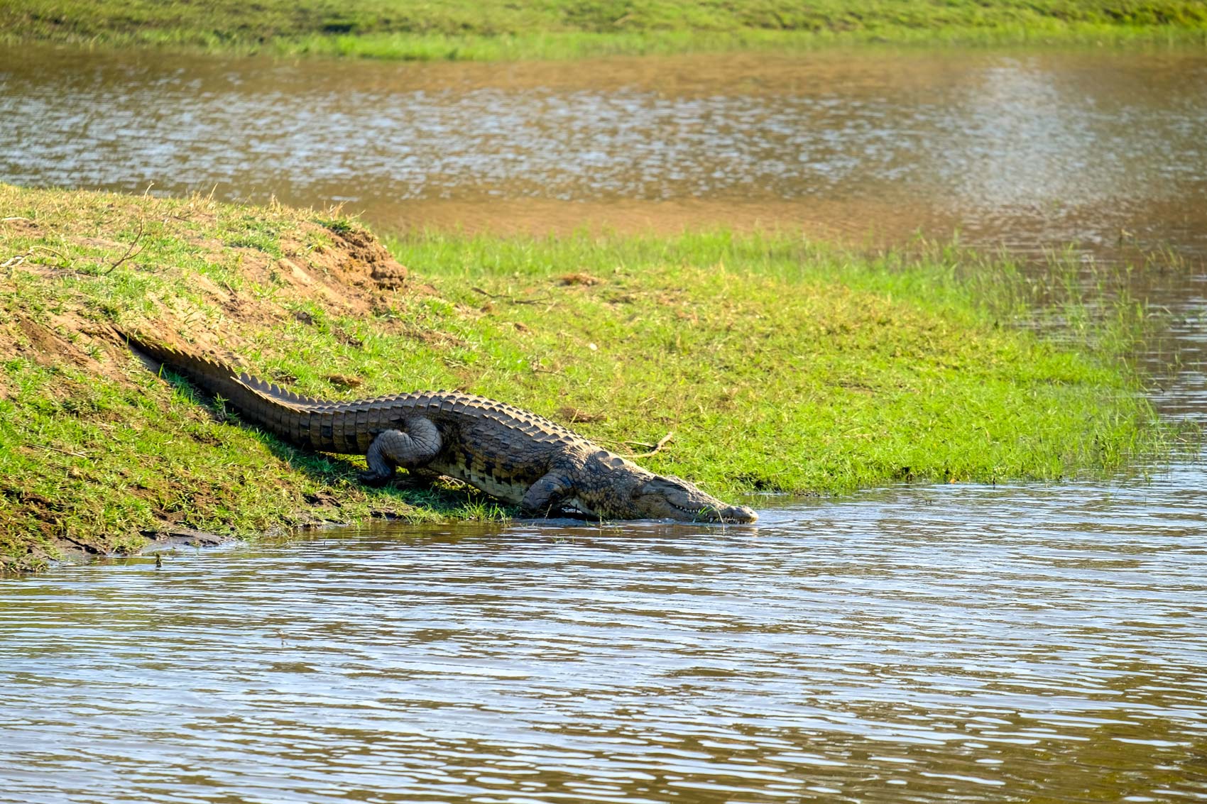 crocodile