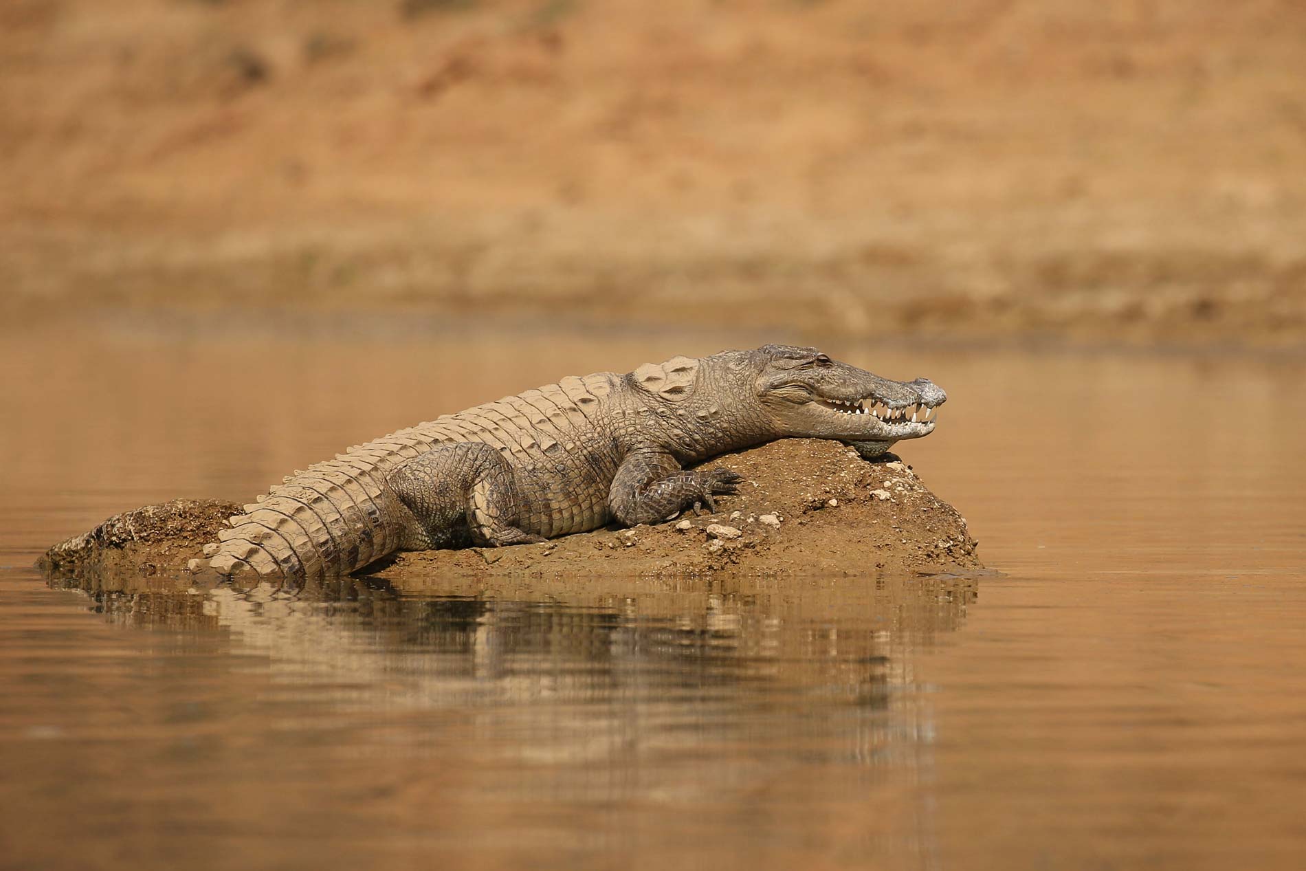 crocodilee