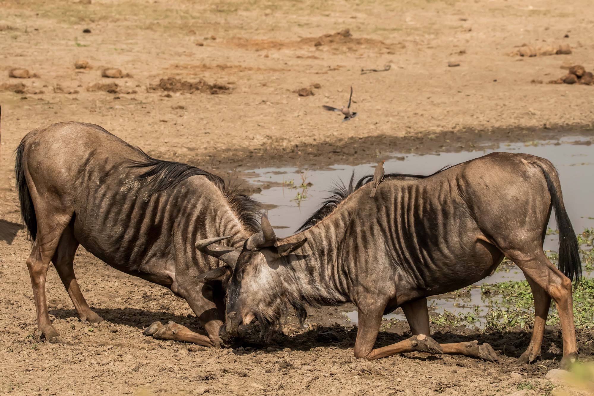 migration-tanzania