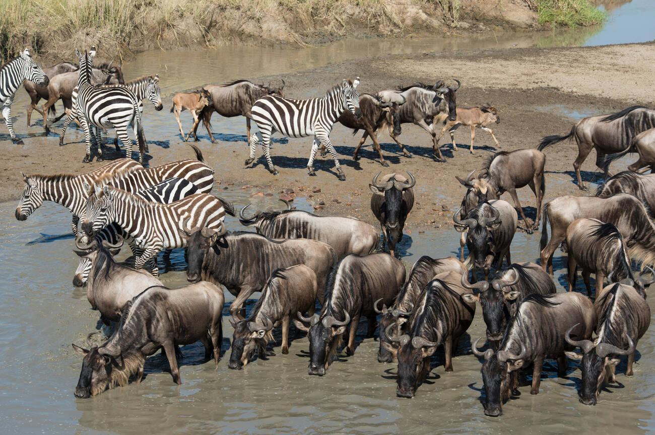 tanzania safari images (109)