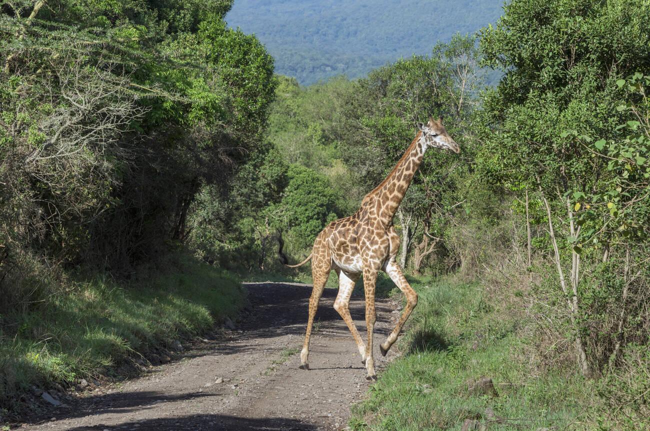 tanzania safari images (113)