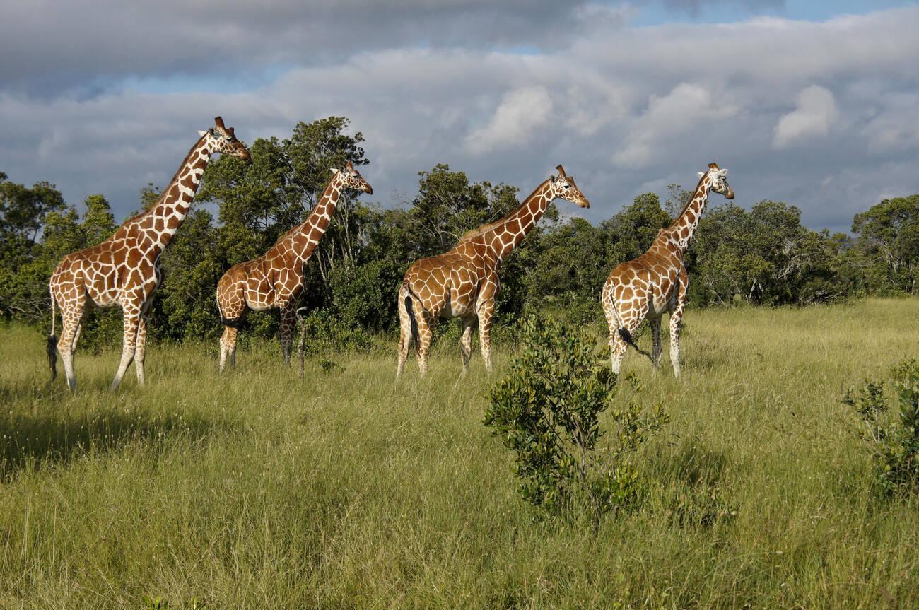 tanzania safari images (121)
