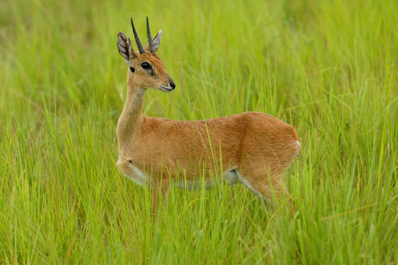 tanzania safari images (129)